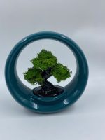Bonsai Design "Ring of Life" in Porcellana - immagine 3