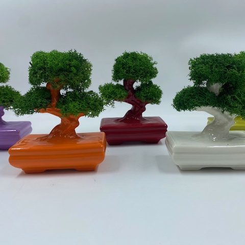 image6 Bonsai "Zen" in Porcellana - immagine 1